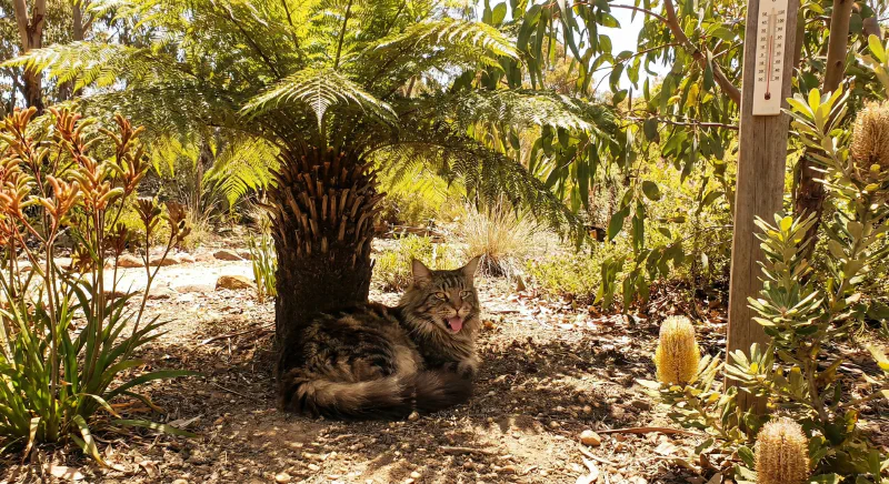 A Maine Coon exploring a secure garden in an Australian setting