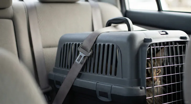 A rigid pet carrier secured in a car's backseat using the vehicle's seatbelt threaded through the handle