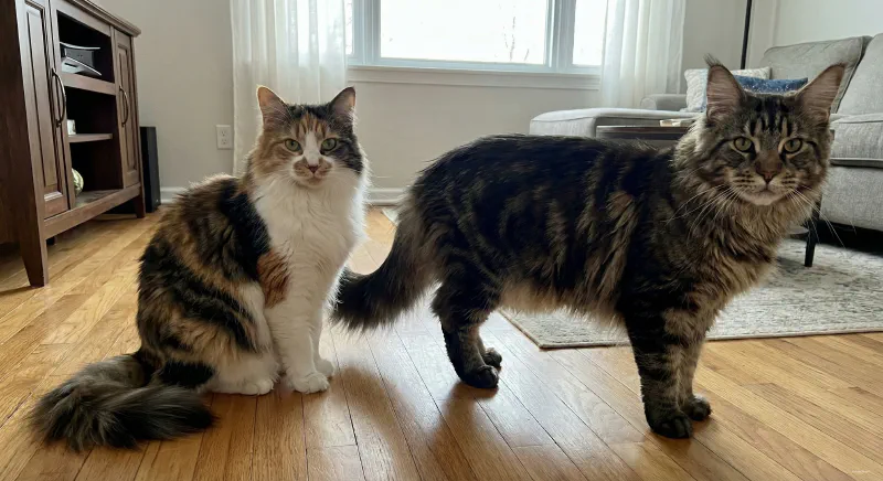 Silhouette comparison of a Domestic Longhair vs a Maine Coon
