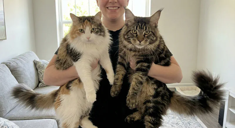 Visual comparison of a Domestic Longhair muzzle versus a Maine Coon square muzzle