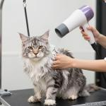 High-Velocity Pet Dryer