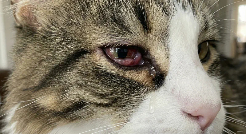 Diagram showing how the eyelid rolls inward causing lashes to scratch the cornea