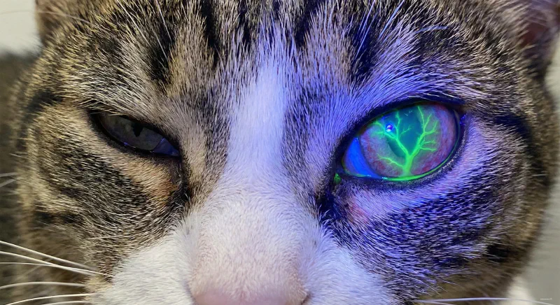 Close up of a feline eye showing a dendritic corneal ulcer stained with fluorescein