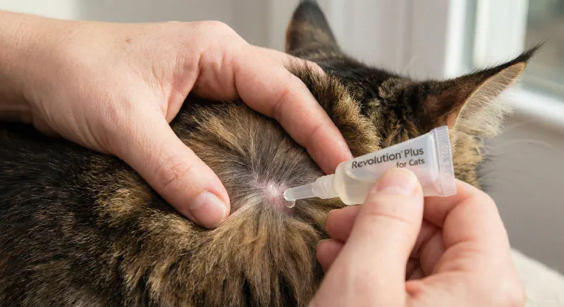 Applying topical flea prevention to the skin at the base of a cat's neck
