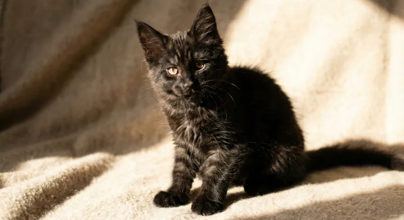A young black Maine Coon kitten in sunlight showing faint tabby stripes (ghost markings)