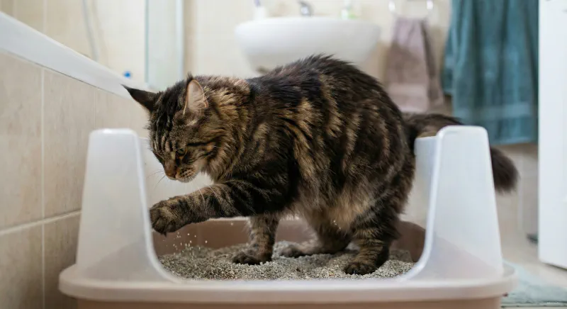 A Maine Coon inside a high-sided litter box, demonstrating how the tall walls contain the scattered litter