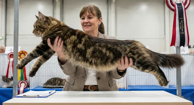 A cat show judge stretching a Maine Coon to assess body length and rectangular shape