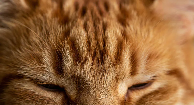 Macro close-up of the distinct 'M' marking on the forehead of an Orange Tabby Maine Coon