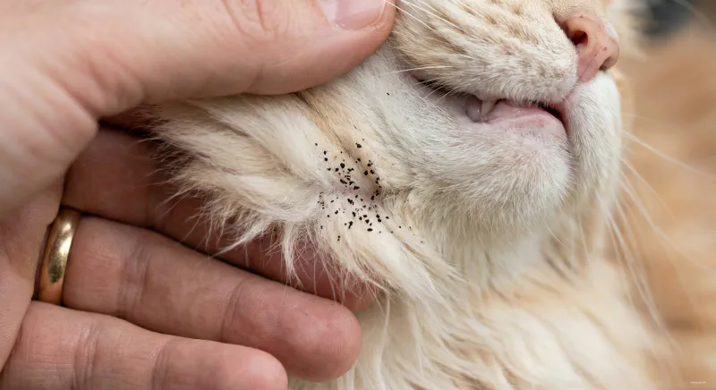 Close up of a cat's chin showing black specks indicative of feline acne