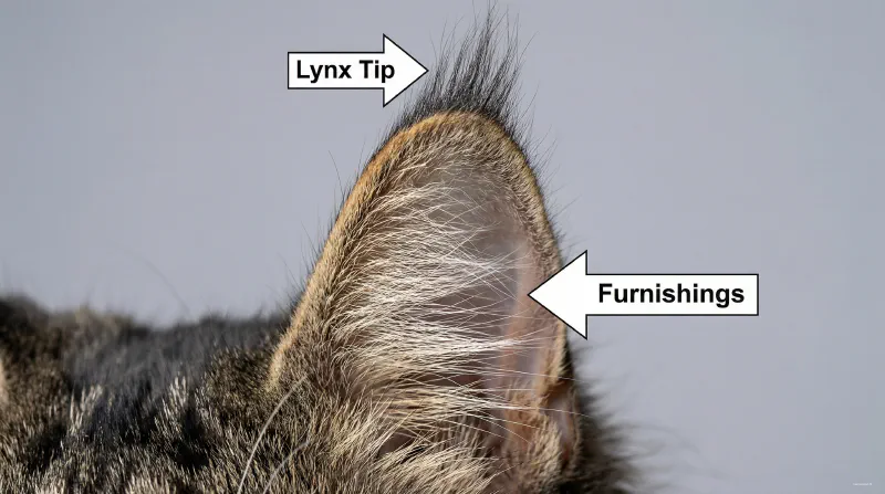 Maine Coon Ear Anatomy Diagram