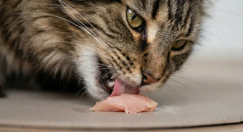 Extreme close-up of a Maine Coon gently eating a chunk of raw meat