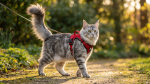 Rabbitgoo Cat Harness (Large/XL)