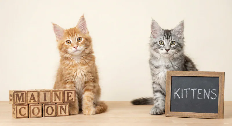 Two Maine Coon kittens sitting next to alphabet blocks