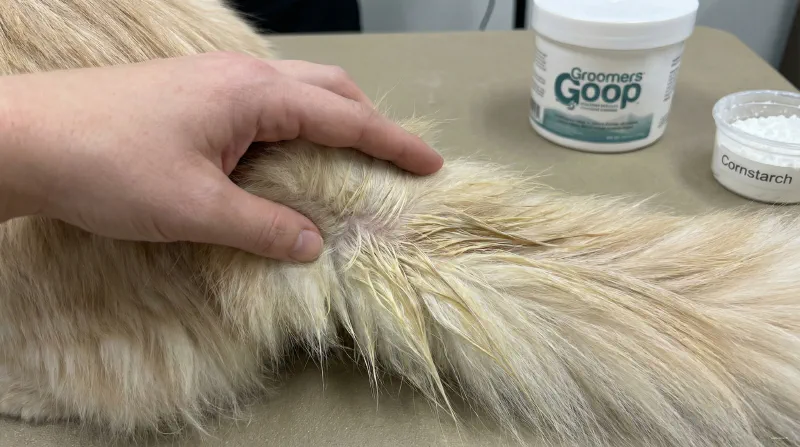 Close up photo showing the texture difference between the silky top coat and woolly undercoat of a Maine Coon