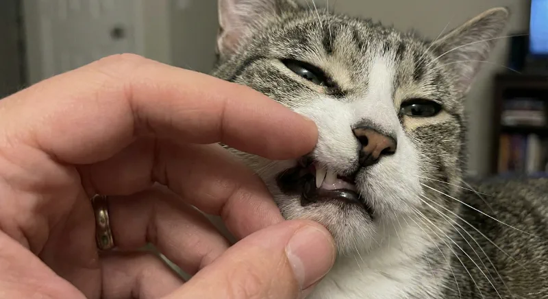 Owner checking a cat's gums showing pale color indicating anemia