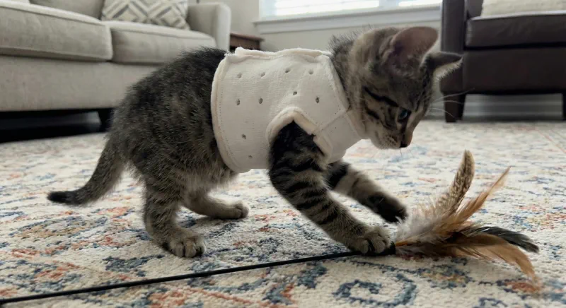 Diagram showing a kitten wearing a corrective chest splint