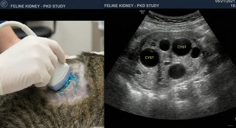 Ultrasound image showing cysts in a feline kidney