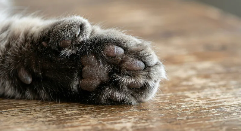 Close up of a Polydactyl Maine Coon paw showing the extra thumb toe