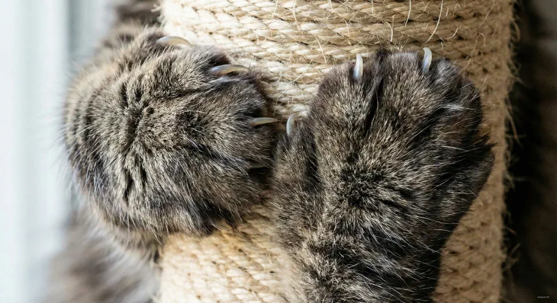 A polydactyl cat using its extra claws to grip a scratching post