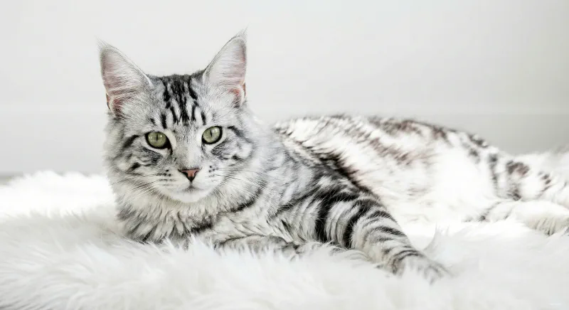 A high-contrast Silver Tabby Maine Coon with distinct black markings on a white background