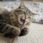 Silvervine Chewing Sticks