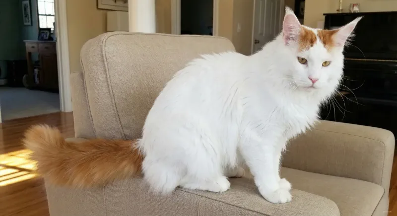 A Van pattern Maine Coon showing color only on the head and tail